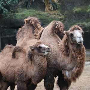 Bactrian Camel
