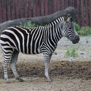 Chapman's zebra (Equus quagga chapmani)