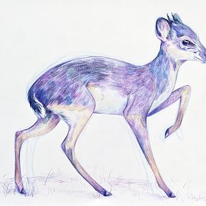 Blue duiker