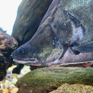 Giant Featherback (Chitala aff. lopis)