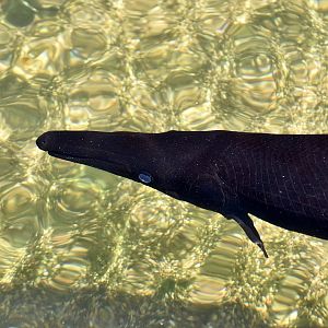Alligator Gar (Atractosteus spatula) - melanistic