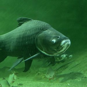 Giant Barb (Catlocarpio siamensis)