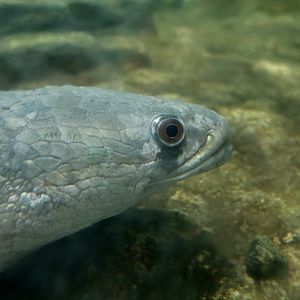 Goldline Snakehead (Channa aurolineata)