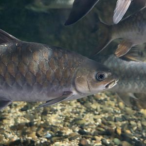 Blue Mahseer (Neolissochilus stracheyi)