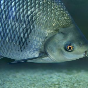 Greater Bony-Lipped Barb (Osteochilus melanopleura)