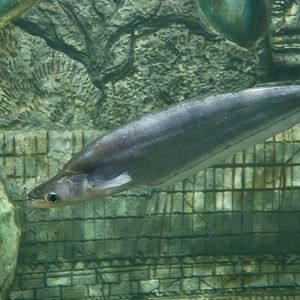 Metallic Sheatfish (Phalacronotus apogon)