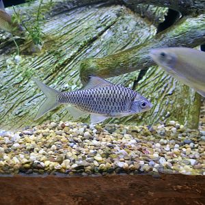 Pla Kiyok (Mystacoleucus marginatus) barb