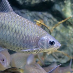 Brook Barb (Poropuntius bantamensis)