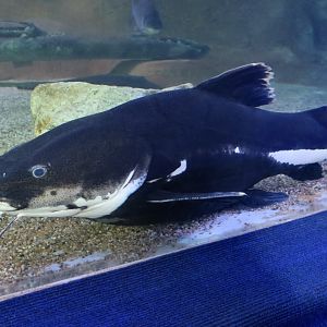 Redtail Catfish (Phractocephalus hemioliopterus)