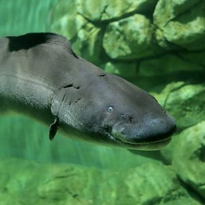 Aba (Gymnarchus niloticus)