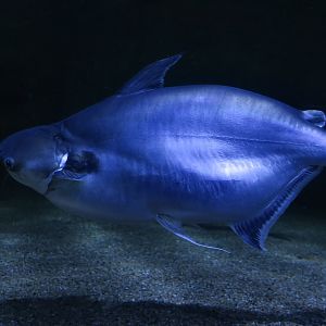 Black-Eared Catfish (Pangasius larnaudii)