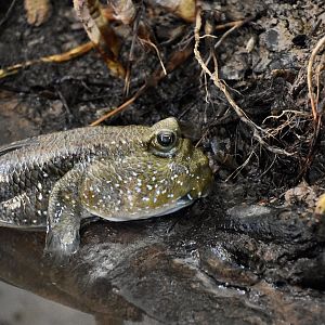 Boddart's Mudskipper (Boleophthalmus boddarti)