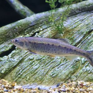 Burmese Trout (Raiamas guttatus)
