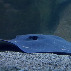 Giant Freshwater Stingray (Urogymnus polylepis)