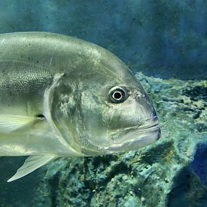 Giant Trevally (Caranx ignobilis)