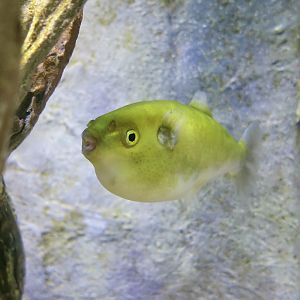 Golden Puffer (Auriglobus modestus)