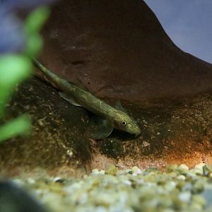 Leonard's Hillstream Loach (Pseudohomaloptera leonardi)
