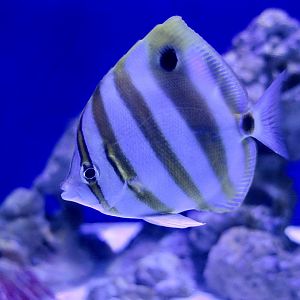 Sixspine Butterflyfish (Parachaetodon ocellatus)