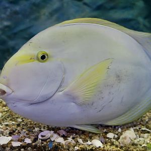 Yellowfin Surgeonfish (Acanthurus xanthopterus)