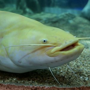 Wels Catfish (Silurus glanis) - golden morph