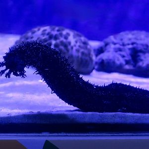 Black Sea Cucumber (Holothuria atra)