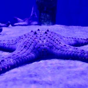 Multicolored Knobbed Starfish (Pentaceraster mammillatus)