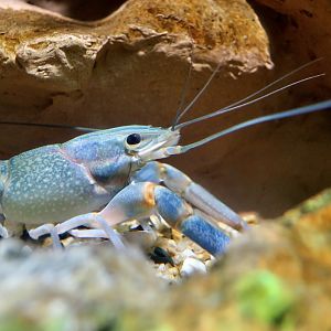 Blue Kong Crayfish (Cherax alyciae)