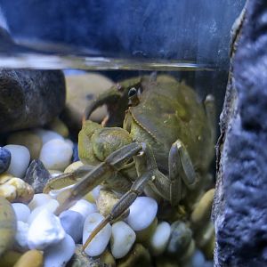 Doi Suthep Crab (Doimon doisutep)