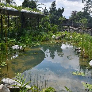 Mandai Rainforest Resort (opening April 2025)