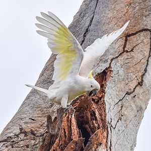 Sulphur-crested Cockatoo