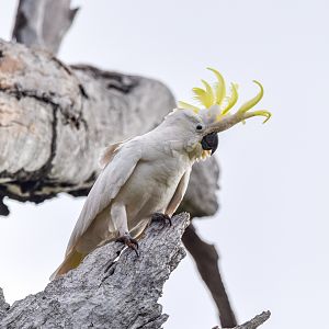 Sulphur-crested Cockatoo