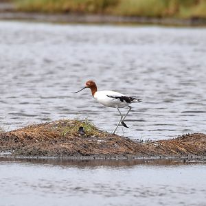 Red-necked Avocet