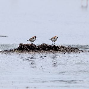 Red-capped Plovers