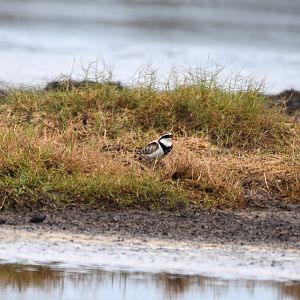 Black-fronted Dotterel