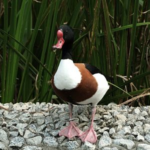 Common Shelduck (Tadorna tadorna)
