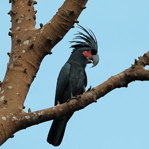 Palm Cockatoo (Probosciger aterrimus)
