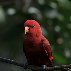 Red Lory (Eos bornea)