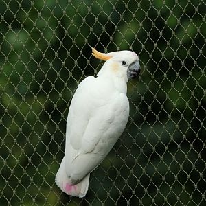 Citron-crested Cockatoo (Cacatua citrinocristata)