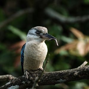 Blue-winged Kookaburra (Dacelo leachii)