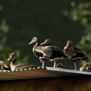 Black-bellied Whistling Duck (Dendrocygna autumnalis)