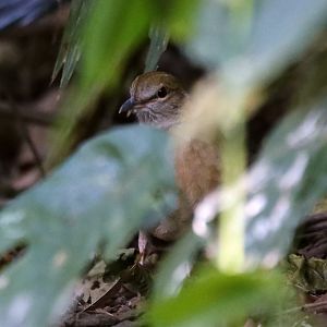 Blue-naped Pitta (Hydrornis nipalensis)