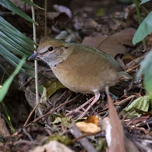 Blue-naped Pitta (Hydrornis nipalensis)