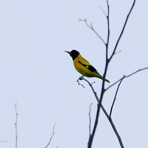 Black-hooded Oriole (Oriolus xanthornus)