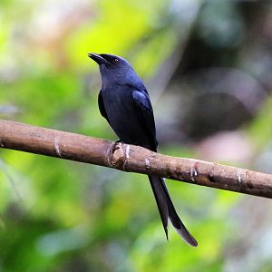 Ashy Drongo (Dicrurus leucophaeus)