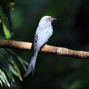 Ashy Drongo (Dicrurus leucophaeus)