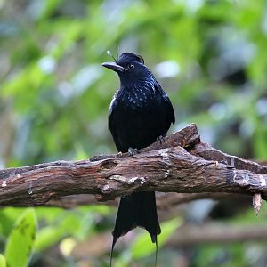 Greater Racquet-tailed Drongo (Dicrurus paradiseus)