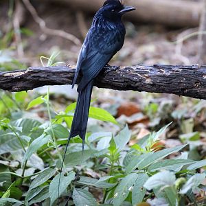 Greater Racquet-tailed Drongo (Dicrurus paradiseus)