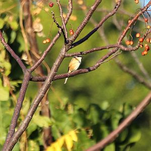 Grey-backed Shrike (Lanius tephronotus)