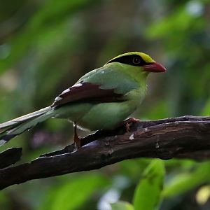 Common Green Magpie (Cissa chinensis)