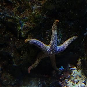 Starfish species (Nardoa sp??) at Houston Zoo